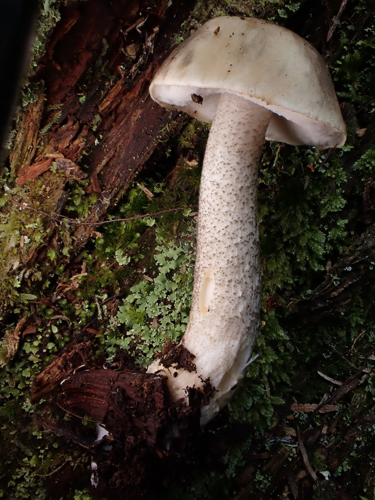 Leccinum rimulosum