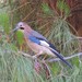 Greek Jay - Photo (c) Rob Van Epps, some rights reserved (CC BY-NC), uploaded by Rob Van Epps