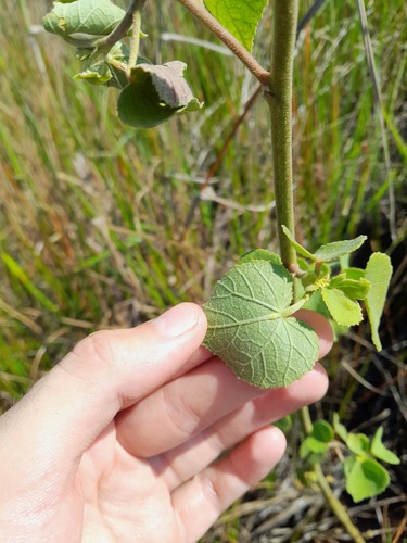Sabdariffa furcellata