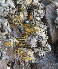 Epopella plicata