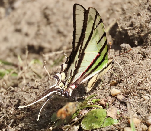 Protesilaus aguiari