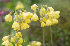 (c) Morten Ross, some rights reserved (CC BY) Primula sikkimensis, photograph (c) Morten Ross, some rights reserved (CC BY)