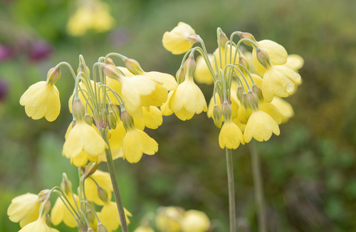 Primula sikkimensis, photograph 6
