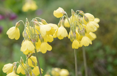 Primula sikkimensis, photograph (c) Morten Ross, some rights reserved (CC BY)
