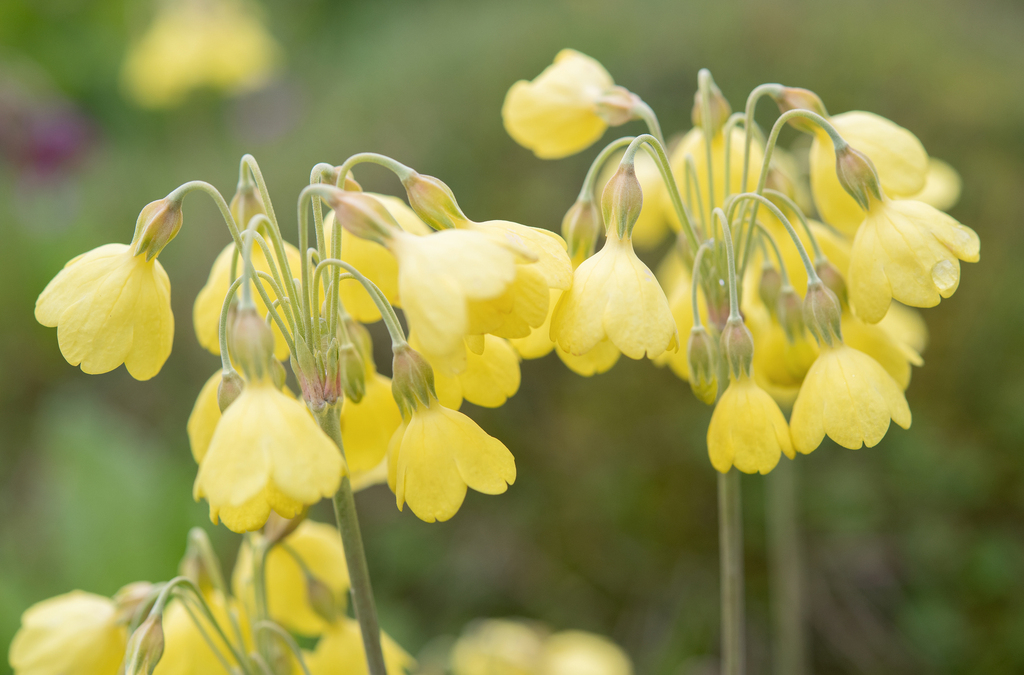Primula sikkimensis; photograph (c) Morten Ross, some rights reserved (CC BY)