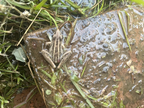 Striped Rocket Frog