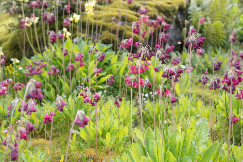 Primula waltonii, photograph 2