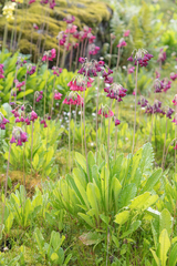 Primula waltonii