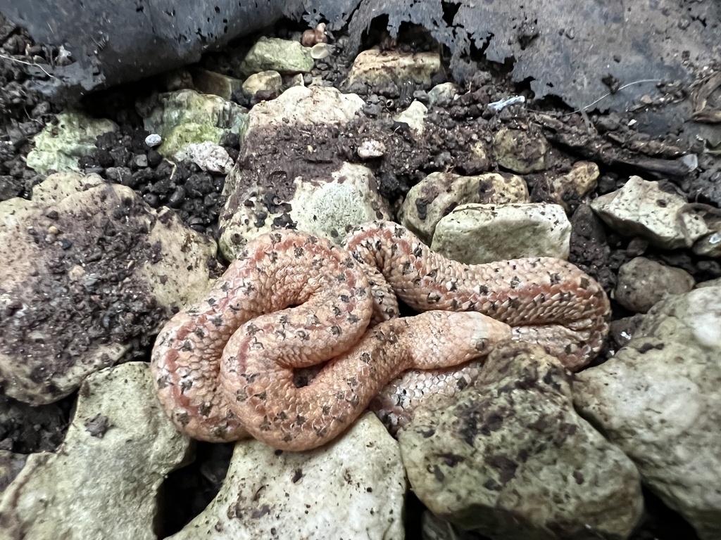Portland Ridge Portland Ridge Dwarf Boa in August 2024 by stevenlowe01 · iNaturalist