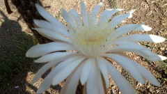 Nyctocereus serpentinus