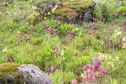 Primula waltonii, photograph 4