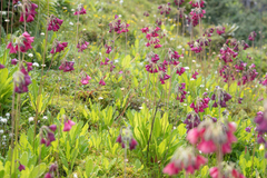 Morten Ross, CC BY, iNaturalist via GBIF Primula waltonii, photograph Morten Ross, CC BY, iNaturalist via GBIF