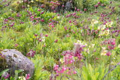 Morten Ross, CC BY, iNaturalist via GBIF Primula waltonii, photograph Morten Ross, CC BY, iNaturalist via GBIF