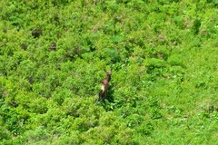 Cervus canadensis sibiricus