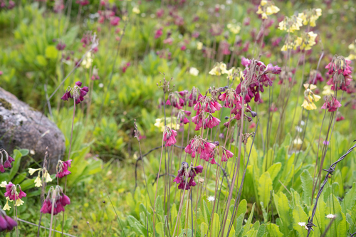 Primula waltonii, photograph 6