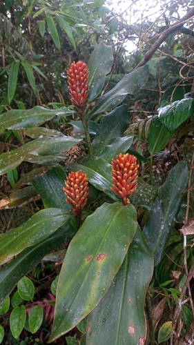 Renealmia cernua (Sw. ex Roem. & Schult.) J.F.Macbr.