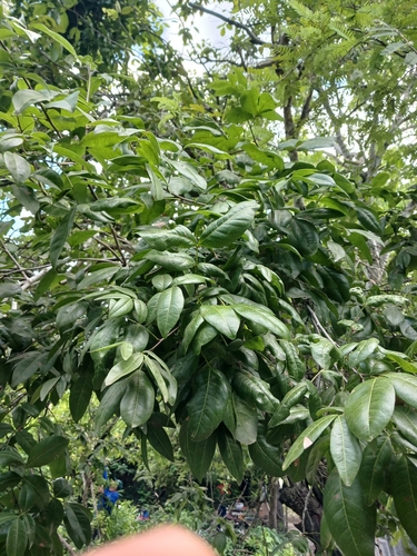 Melicoccus jimenezii