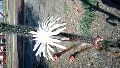 Nyctocereus serpentinus