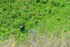 Cervus canadensis sibiricus