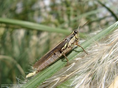 Dichroplus elongatus
