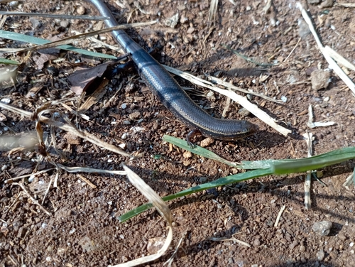 Bowring’s Supple Skink, Subdoluseps bowringii