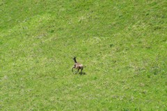 Cervus canadensis sibiricus