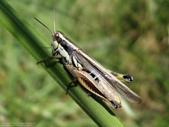 Dichroplus elongatus