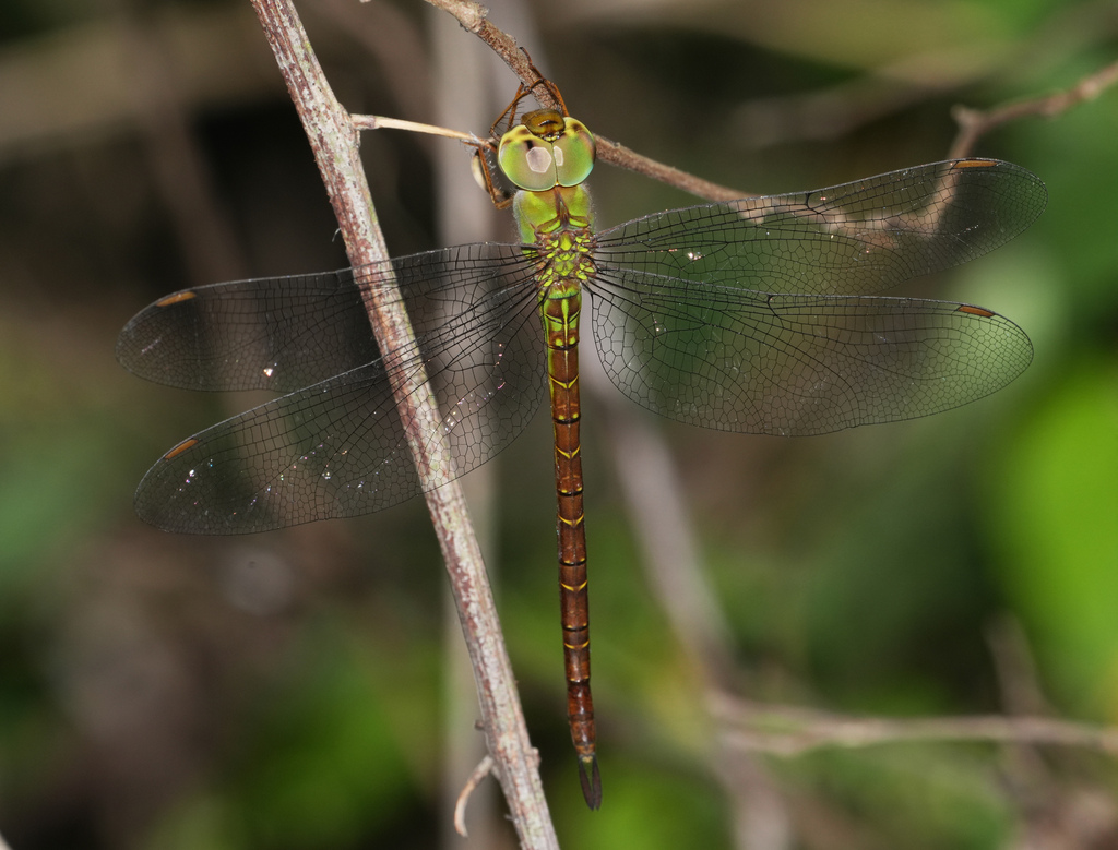 Three-spined Darners