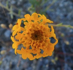 Chaenactis glabriuscula