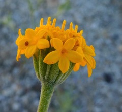 Chaenactis glabriuscula