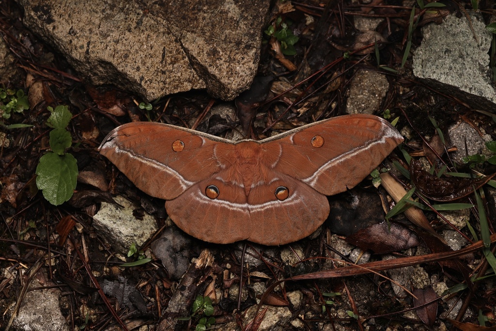 Antheraea formosana