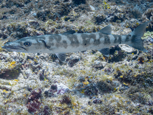 Great Barracuda