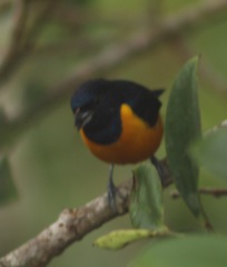 Euphonia rufiventris