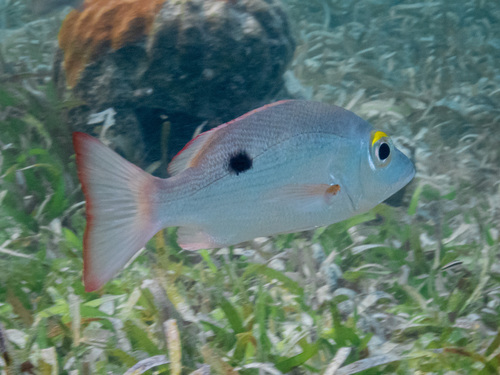 Lantern jaw (Lutjanus mahogoni) — Lutjanidae — 4