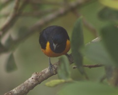 Euphonia rufiventris