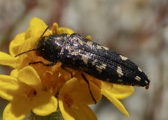 Acmaeodera connexa