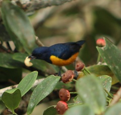 Euphonia rufiventris