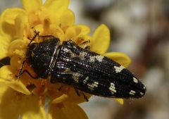 Acmaeodera connexa