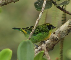 Tangara schrankii