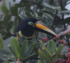 Pteroglossus pluricinctus