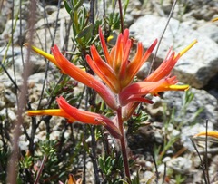 Castilleja subinclusa