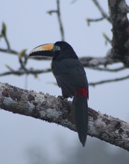 Pteroglossus pluricinctus