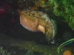 Sepia apama