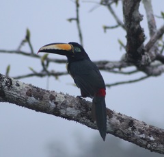 Pteroglossus pluricinctus