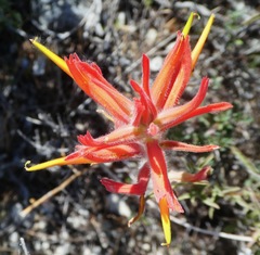 Castilleja subinclusa