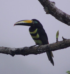 Pteroglossus pluricinctus