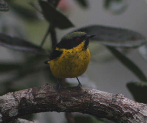 Yellow-bellied Dacnis