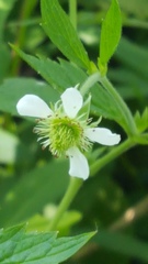 Geum canadense camporum