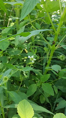 Geum canadense camporum