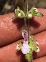 Stachys stebbinsii